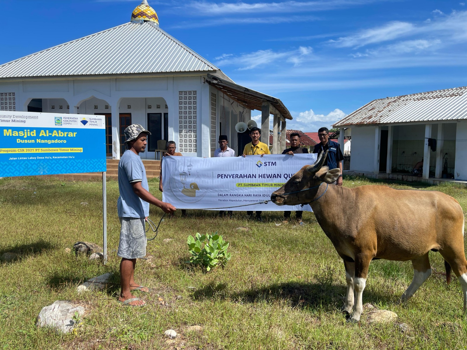 STM Distributes 11 Cows to Dompu Community for Eid al-Adha Celebration